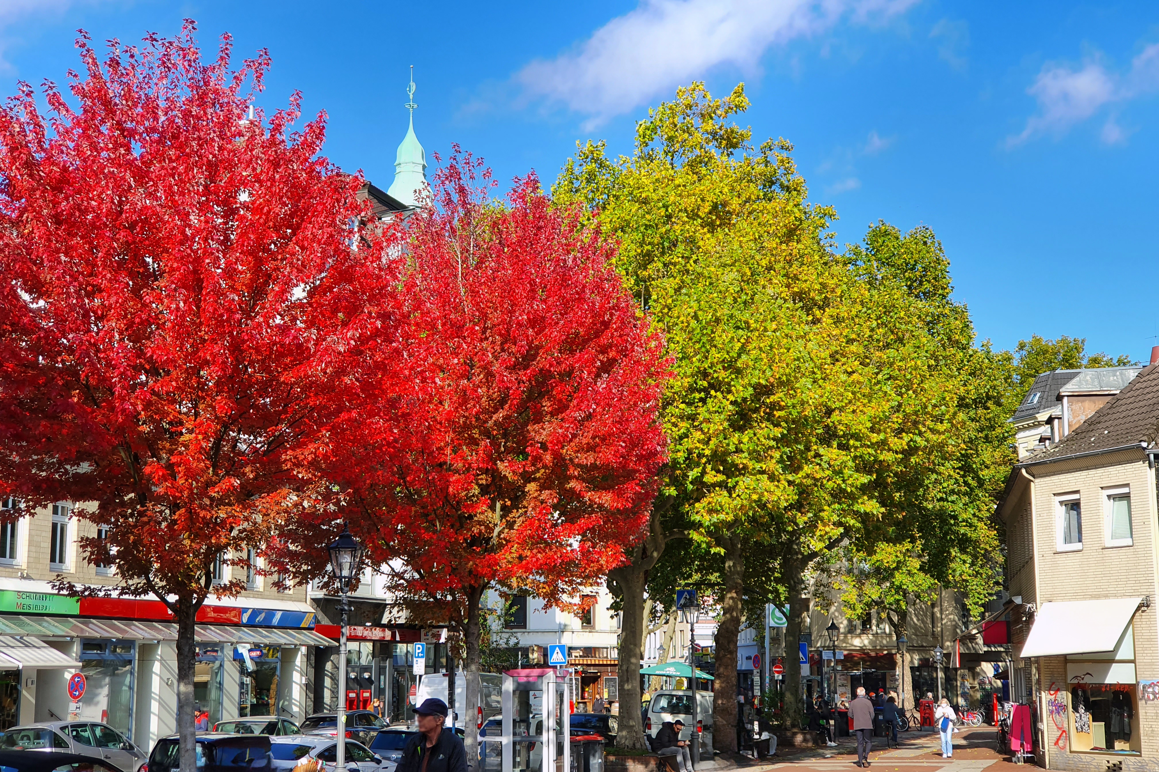 Straßenbäume, Foto C. Thörl