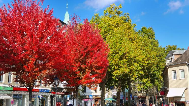 Straßenbäume, Foto C. Thörl