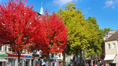Straßenbäume, Foto C. Thörl